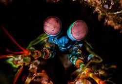 Mantis Shrimp - Puerto Galera, Philippines.